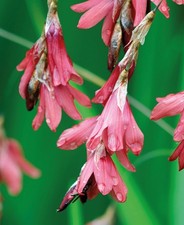Dierama igneum angel fishing - dierama, angel's
