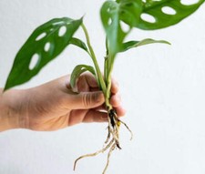 Swiss Cheese Monstera Adansonii Cutting – Rooted, Approx. 20cm (No pot inc)