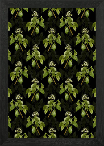 Climbing hydrangea pattern - climbing,