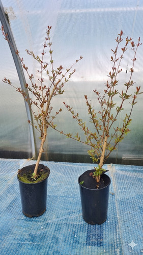 Pomegranate tree punica - pomegranate,