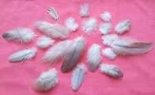 NATURAL FEATHERS from UK  x 30