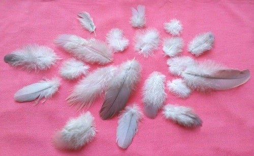 Natural feathers from - natural,
