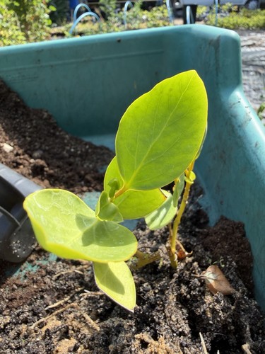 Grislinia littoralis hedge - grislinia,