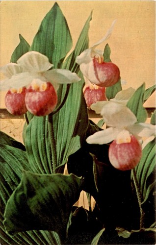 Minnesota showy ladyslipper - minnesota,,