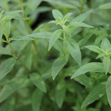 Lemon verbena - lemon,