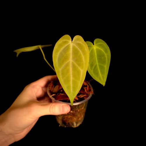 Anthurium hybrid aroid - id,