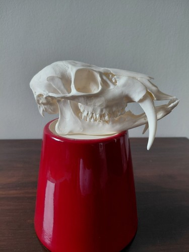 Chinese water deer buck skull - deer,