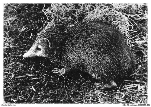 Aoap8 0585 animals - aoap8-0585-animals,