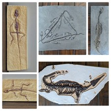 Reptile Skeleton Replicas |