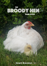 Broody hen hand - hand, (before