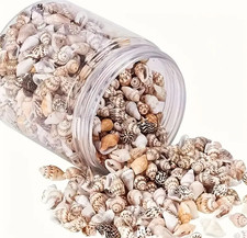 100pcs Natural Seashells –
