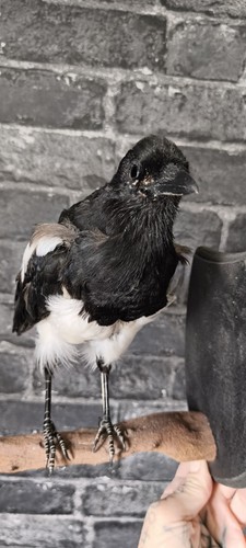 Taxidermy magpie this - taxidermy, not
