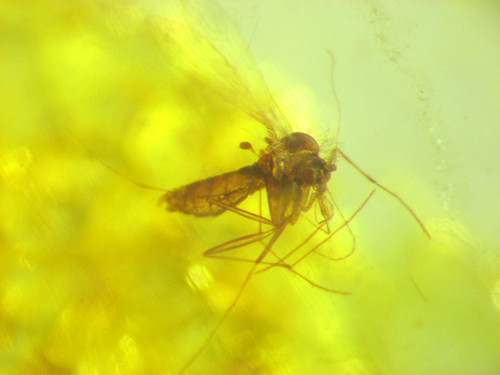 Pliocene amber kenya africa - pliocene,
