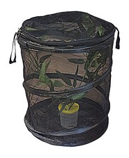 Praying Mantis Stick Insect