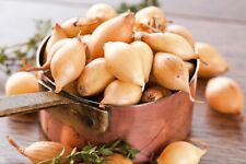 Onion Seeds Yellow Shallot Sonkahagyma - 250 seeds - Vegetable seeds Allium Cepa