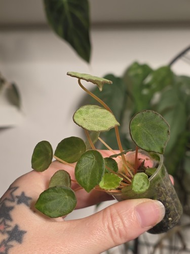 Begonia scapigera rare - begonia,