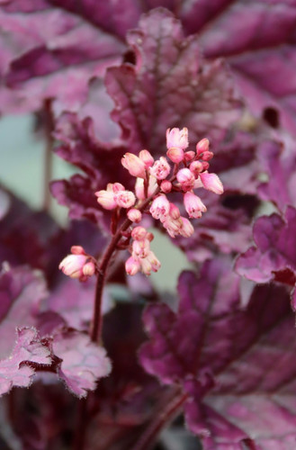 Heuchera forever purple 2lt - forever,