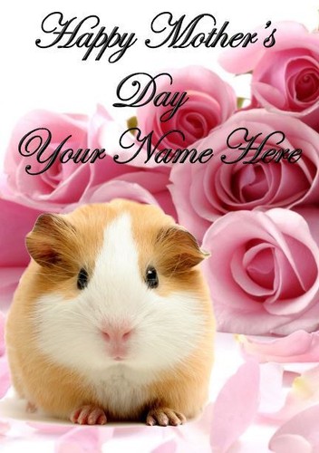 Guinea pig mothers day - guinea,