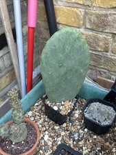 Opuntia Cactus 9cm Pot 30cm High Plant Sturdy Pad Rooted