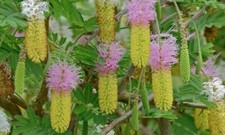 Kalahari Christmas Tree - Bell
