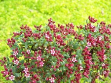 Crassula sarcocaulis -  in 9cm