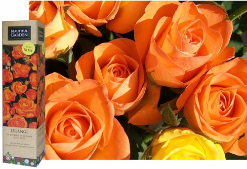 Fragrant orange english - fragrant,