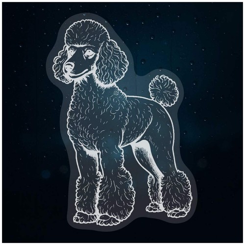 Standard poodle static - 'standard,