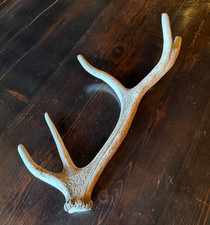 EXMOOR DEER STAG ANTLER 10