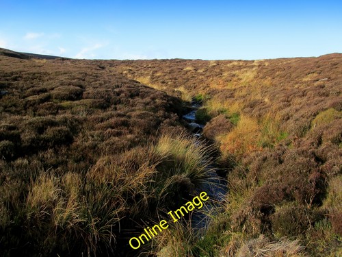 Photo 6x4 conifer - photo, in