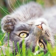 Note Card - 5 x Notelets -