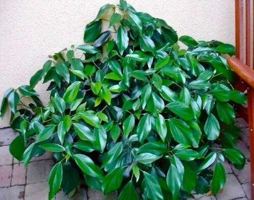 Hedera colchica persian - colchica, |