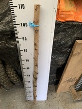 Huge Birch TWISTY Twistie Seasoned STICK WALKING STICK SHANK Deep  Lot 8