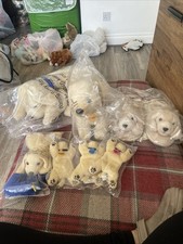 7 X GOLDEN LABRADOR RETRIEVER