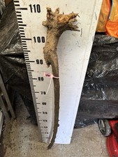 Blackthorn SHANK WALKING STICK