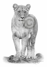 LIONESS - big cat artwork -