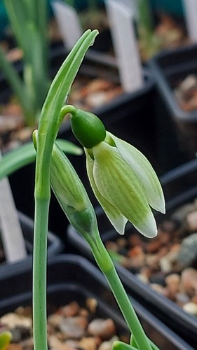 Galanthus margaret biddulph - galanthus,