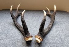 Sika Deer Antlers Pair