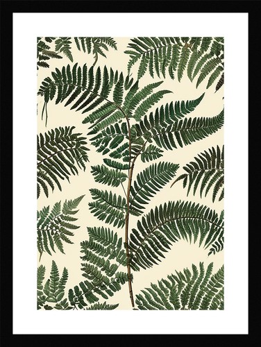 Enchanting fern fronds print - enchanting,