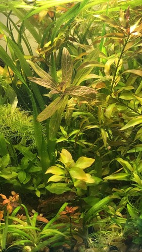 Beautiful fast growing - beautiful, fast-growing