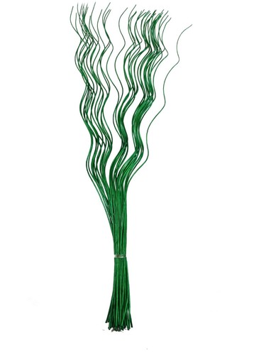 Spiral corkscrew curly willow - corkscrew,