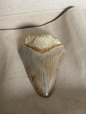 Megalodon Tooth