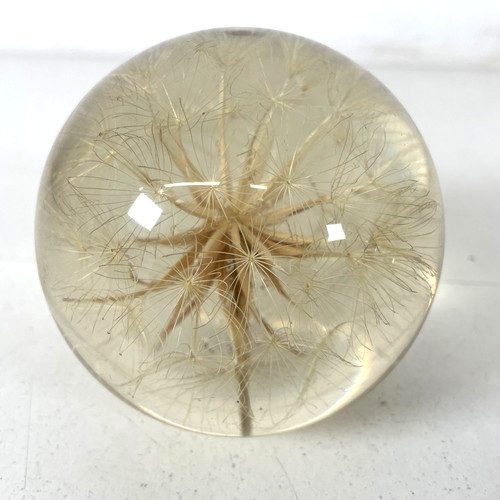 Hafod grange dandelion clock - hafod,