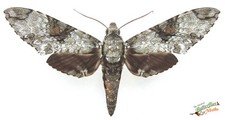 Manduca Florestan Sphinx Hawk
