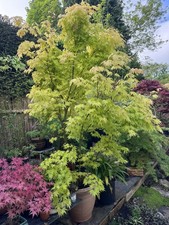 Acer palmatum 'Orange Dream' |