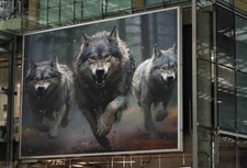 WILD WOLF PACK POSTER NATURE