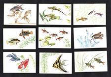 Tropical Fish 9 German Trade Cards 1960's Guppy Gourami Angel Siamese Fighting