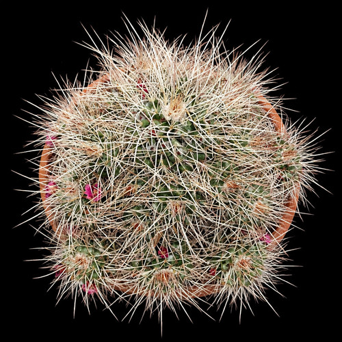 Seeds mammillaria tablet - seeds,