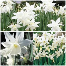 Thalia Narcissus x 10 Flower Bulbs. Beautiful White Rockery Spring Flowers