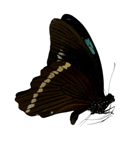 Papilio bromius papered - papilio,