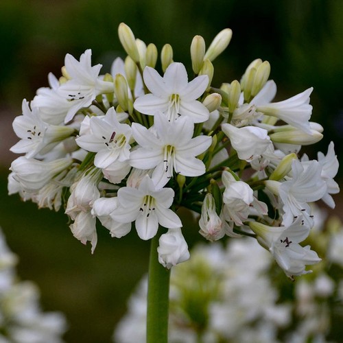 Galaxy white agapanthus plants - galaxy,